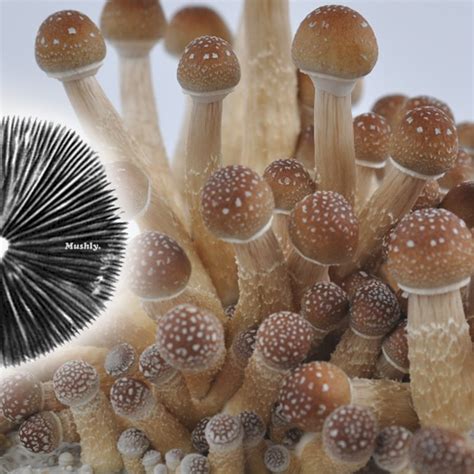 hallucinogenic mushroom spores